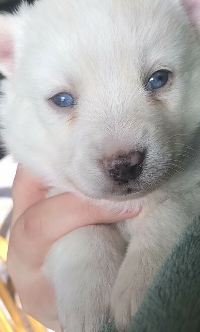 pomsky - photo 3